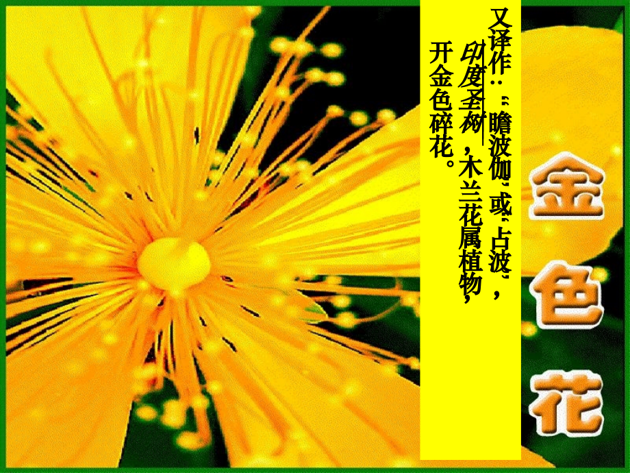 (部编)初中语文人教七年级上册金色花.ppt_第2页