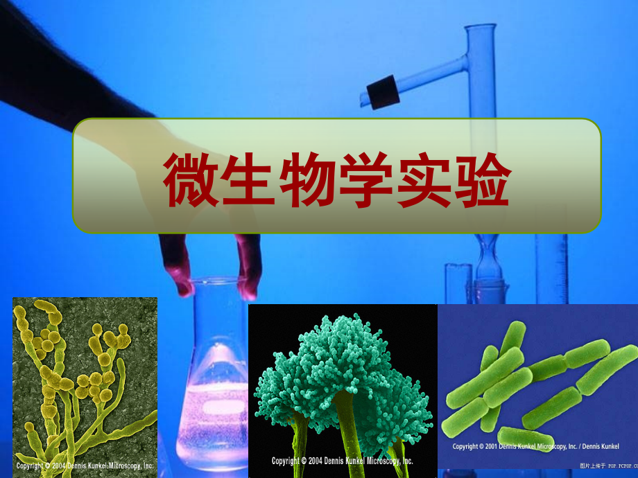 微生物实验(实验三-纯种分离)公开课课件.ppt_第1页