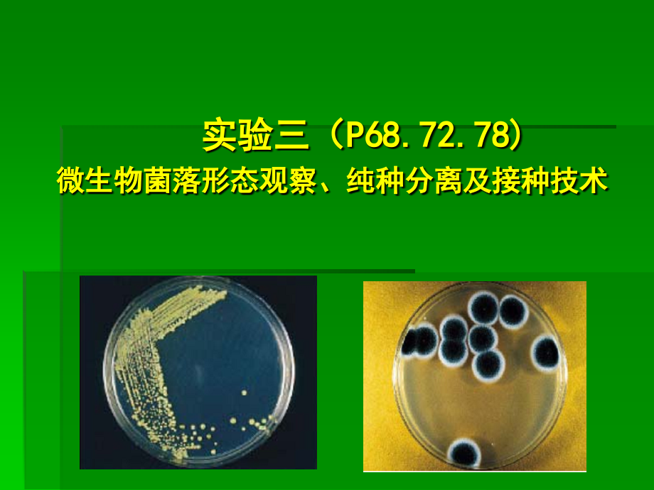 微生物实验(实验三-纯种分离)公开课课件.ppt_第2页