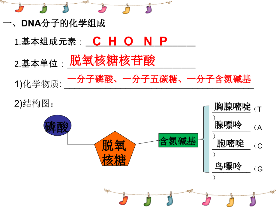 第二节DNA的分子结构和特点.ppt_第2页