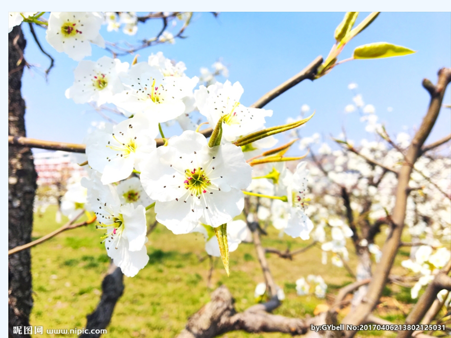 (部编)初中语文人教七年级下册《驿路》梨花第一课时PPT.pptx_第1页