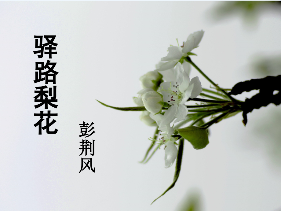 (部编)初中语文人教七年级下册《驿路》梨花第一课时PPT.pptx_第2页