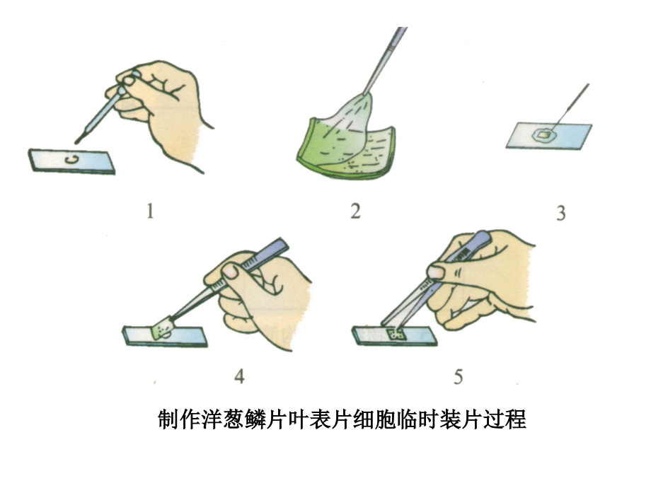 生物：2.1.1-练习使用显微镜-2(人教版七年级上)名师公开课课件完整版.ppt_第2页