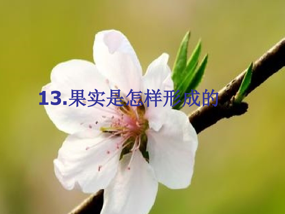 青岛版小学科学五年级下册《果实是怎样形成的》课件-.ppt_第1页