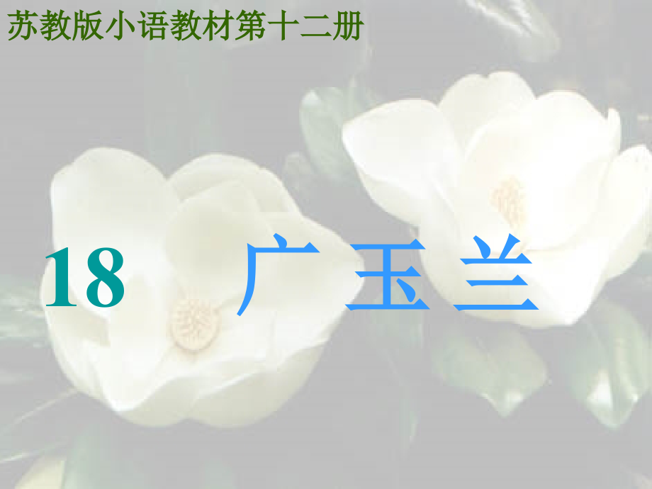 广玉兰[1].ppt.ppt_第1页