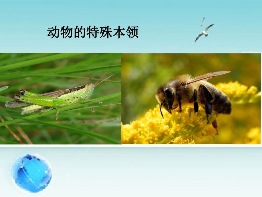动物的特殊本领.ppt_第1页