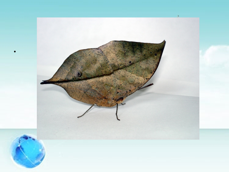 动物的特殊本领.ppt_第2页