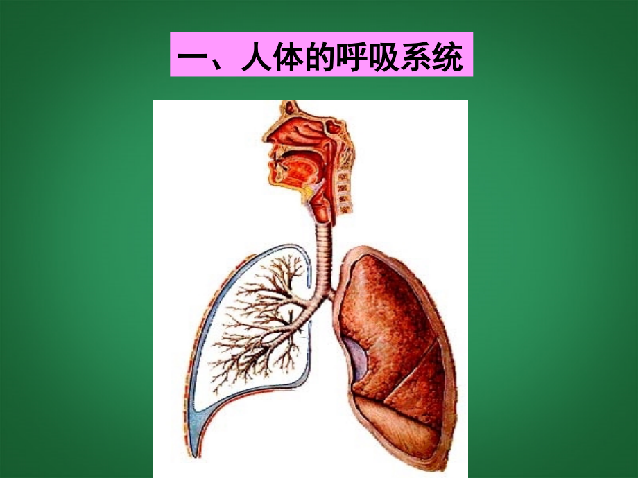 浙江省泰顺县新城学校八年级科学下册《2.4-生物是怎样呼吸的》课件-浙教版.ppt_第2页