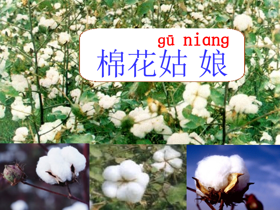 棉花姑娘--PPT.ppt_第1页