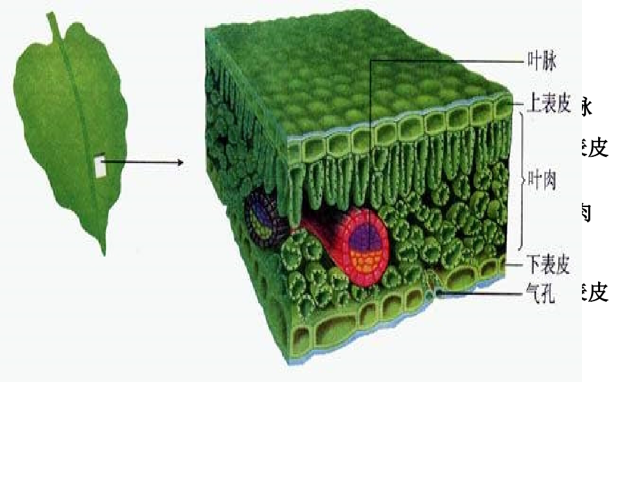 第三节绿色植物的光合作用.ppt_第2页