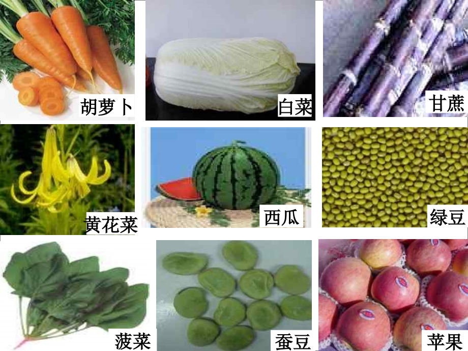 第二节植物体的结构层次.ppt_第2页