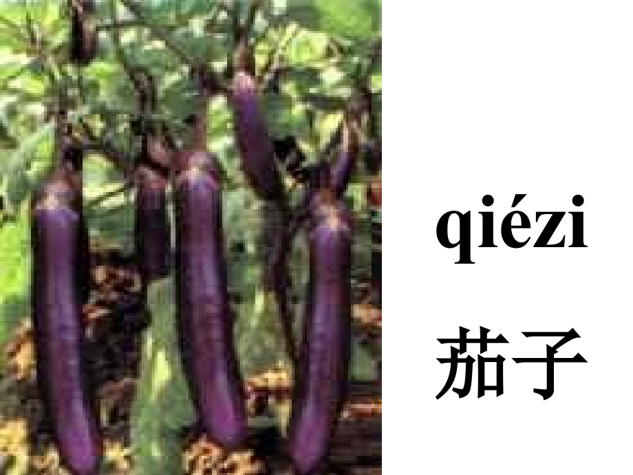 小学语文一年级课件-菜园里-3.ppt_第2页