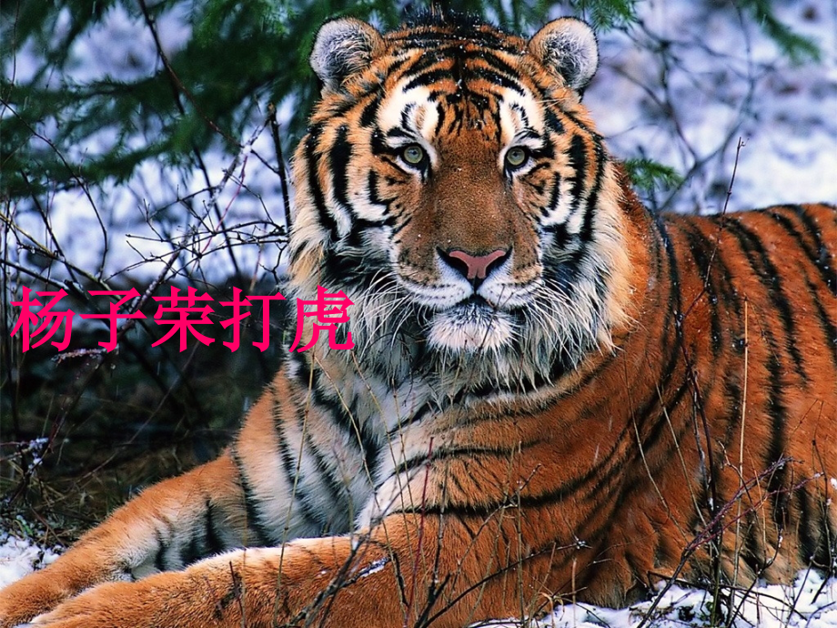 杨子荣打虎.ppt_第1页