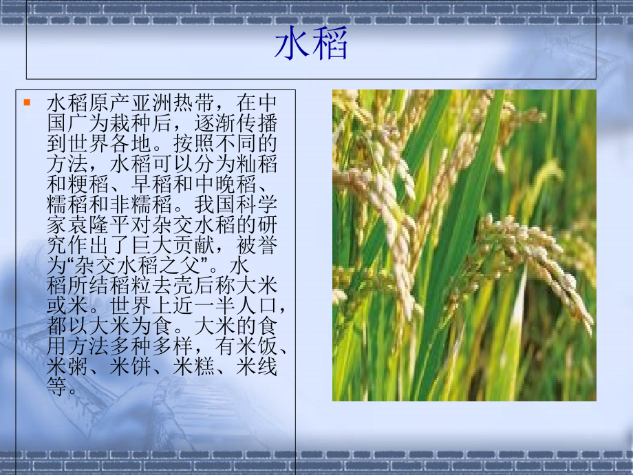 无土栽培技术.ppt_第1页