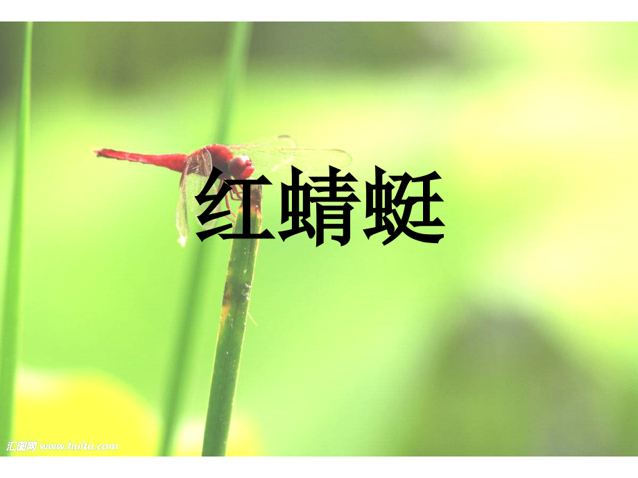 (演唱)红蜻蜓.ppt_第1页