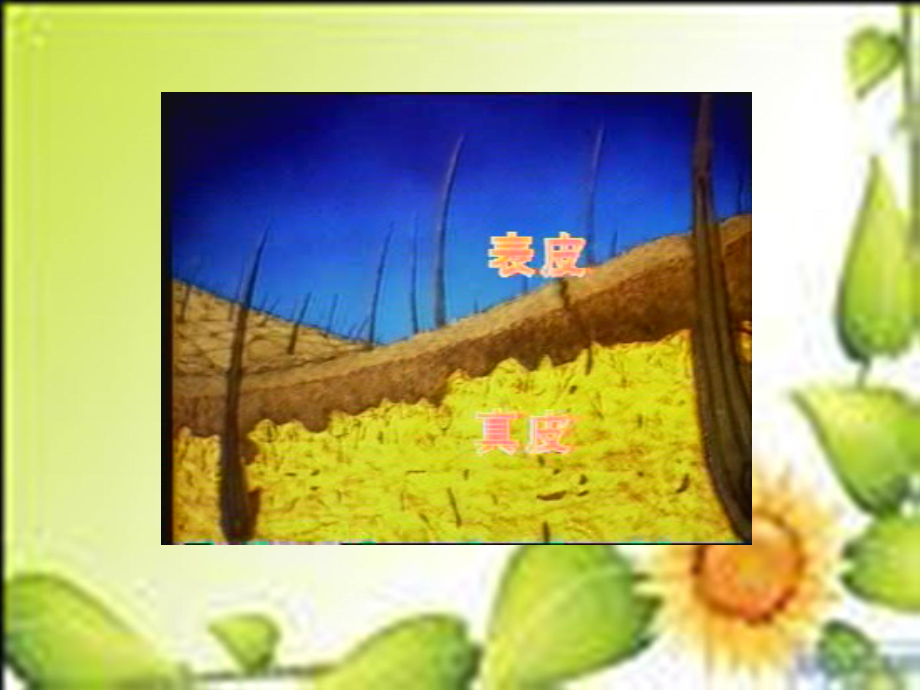 初中生物第二章皮肤.ppt_第2页