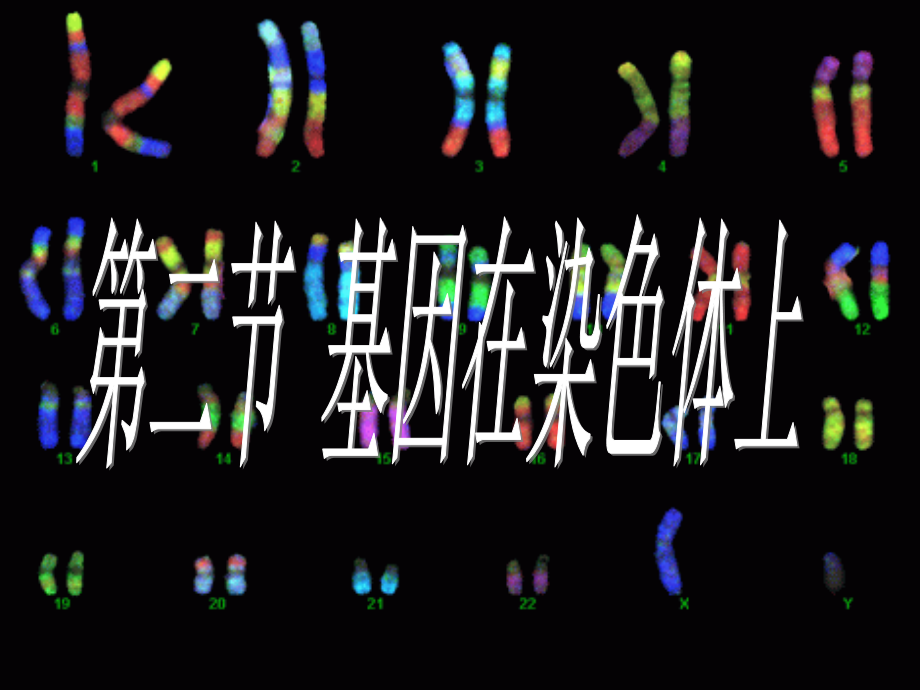 人教版教学课件内蒙古包头市一中高中生物必修二《基因在染色体上》课件.ppt_第1页