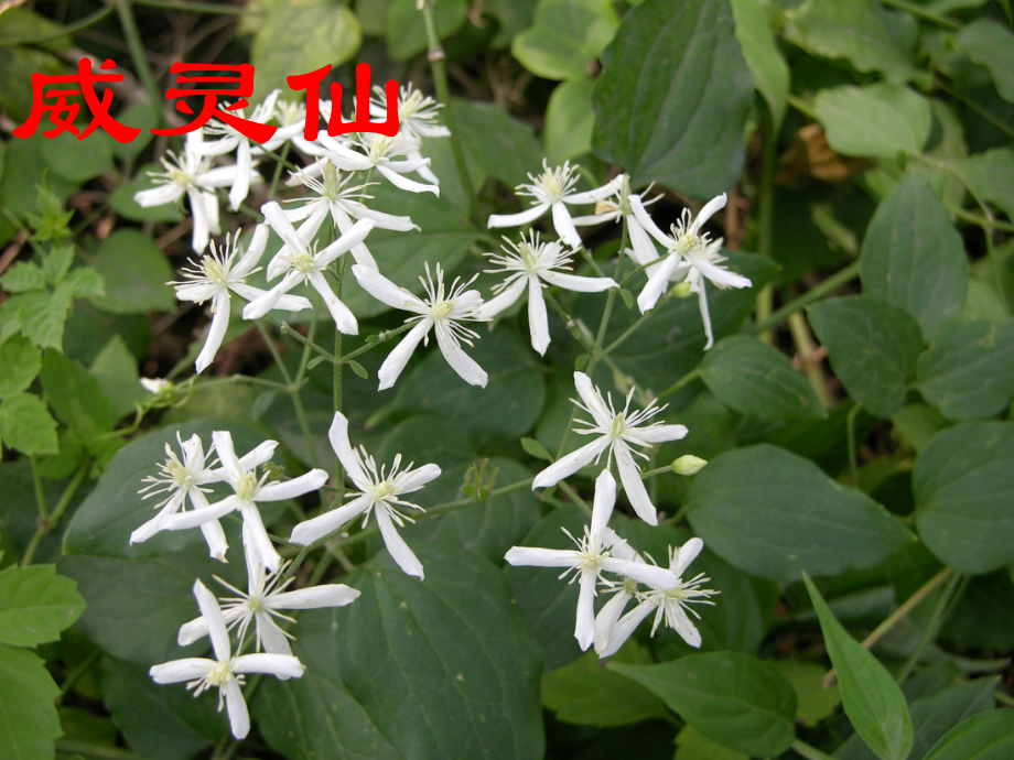 驱风湿药.ppt_第2页