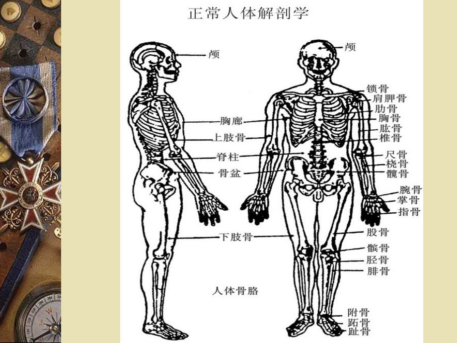 肺经大肠经10-18.ppt_第1页