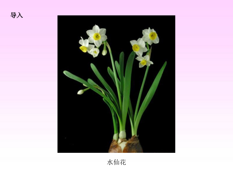 湘教小学语文三上《8短文两篇水仙花》[黄丹]【市一等奖】优质课课件.ppt_第2页