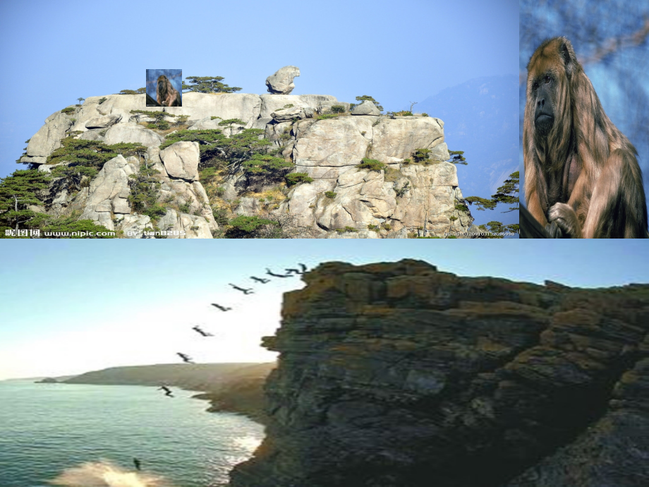 斑羚飞渡 沈石溪 初一语文5月10日.ppt_第1页