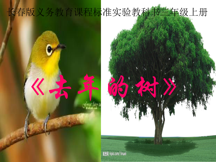 三年下罗炳翠去年的树.ppt_第1页