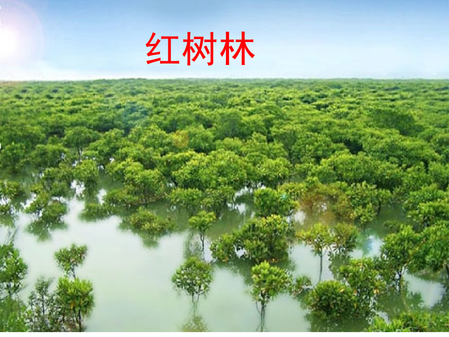 胥红树林课件.ppt_第1页