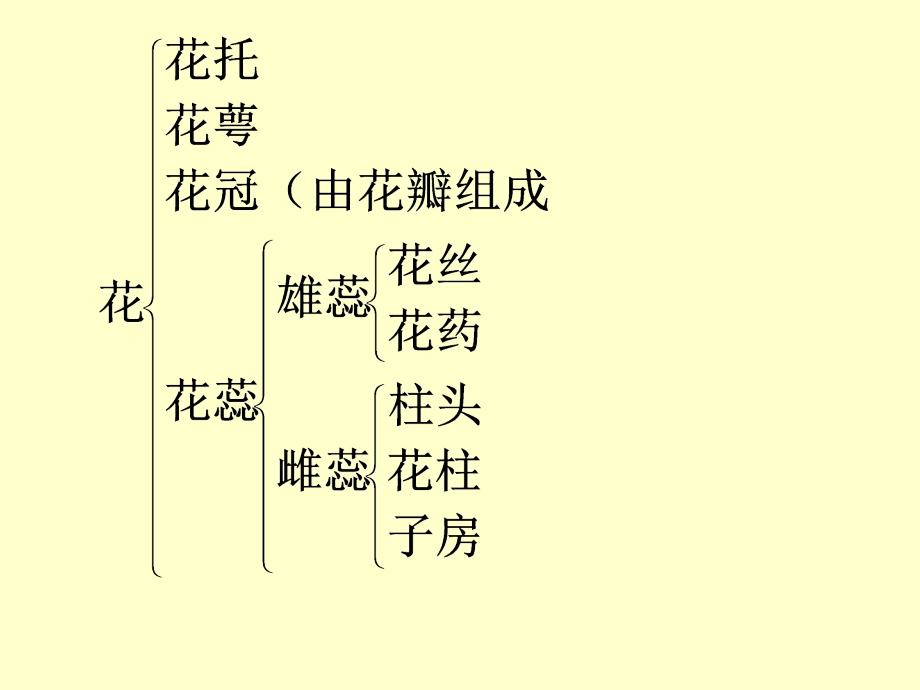 植物的个体发育.ppt_第2页