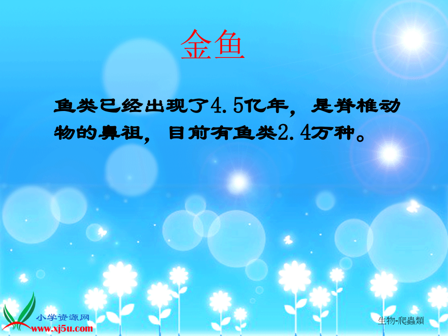 (教科版)三年级科学课件_金鱼.ppt_第1页