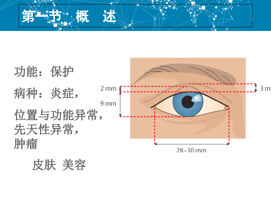 二、眼睑病.ppt_第2页