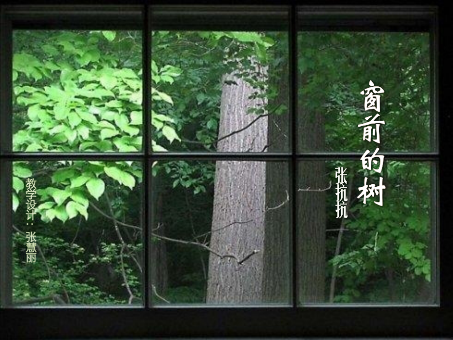 窗前的树ppt.pptx_第1页