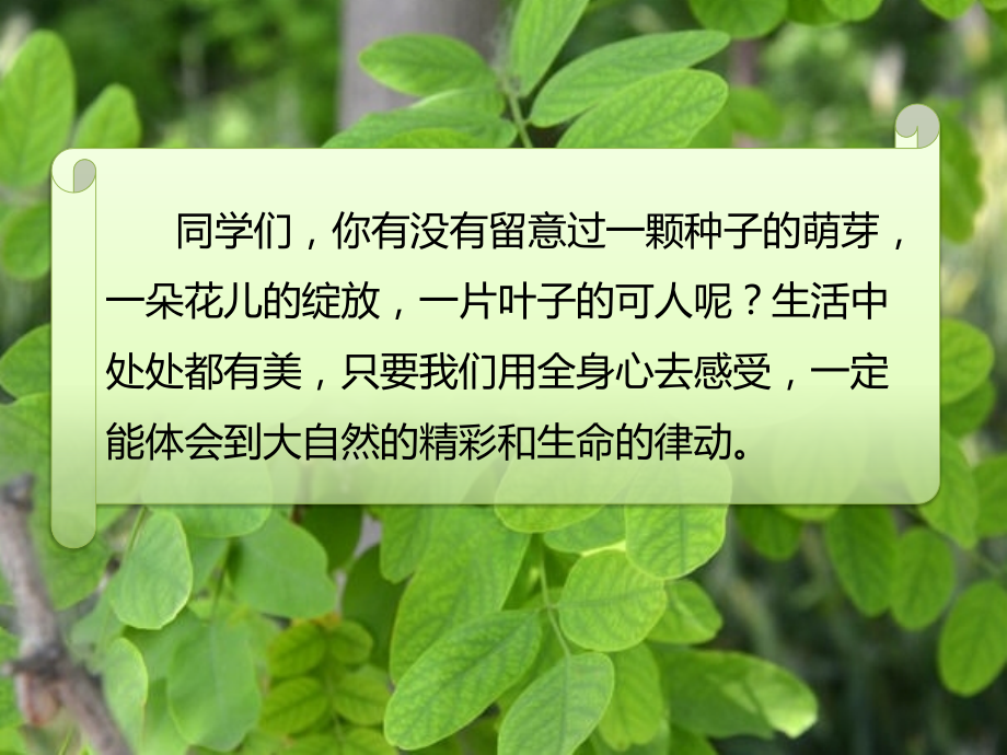 窗前的树ppt.pptx_第2页