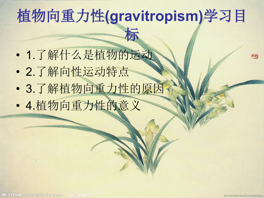 植物的向重力性.ppt_第2页