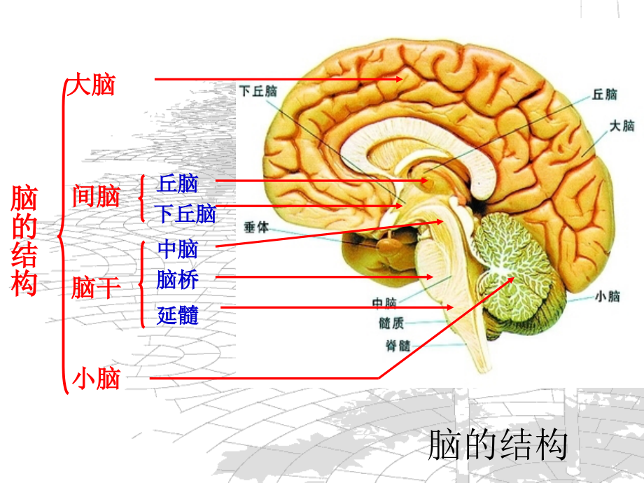 脑的结构和作用.ppt_第2页