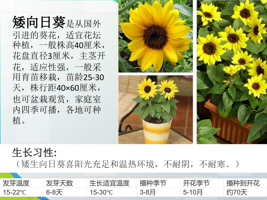 《栽种植物》植物的生长.pptx_第2页