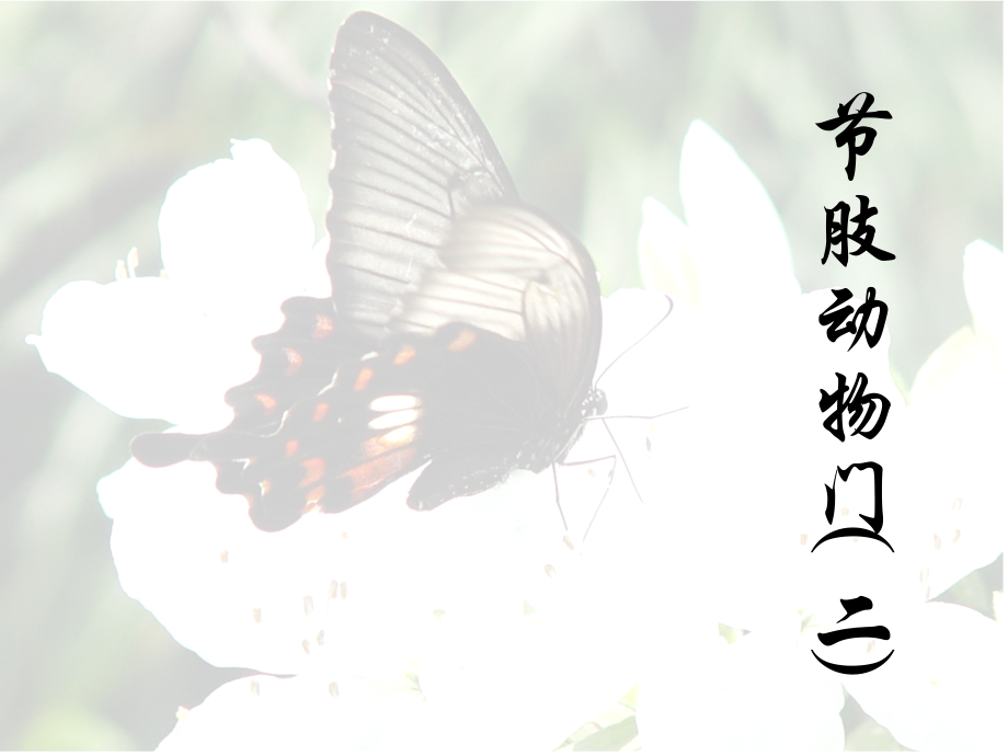 昆虫分类部分1.ppt_第1页