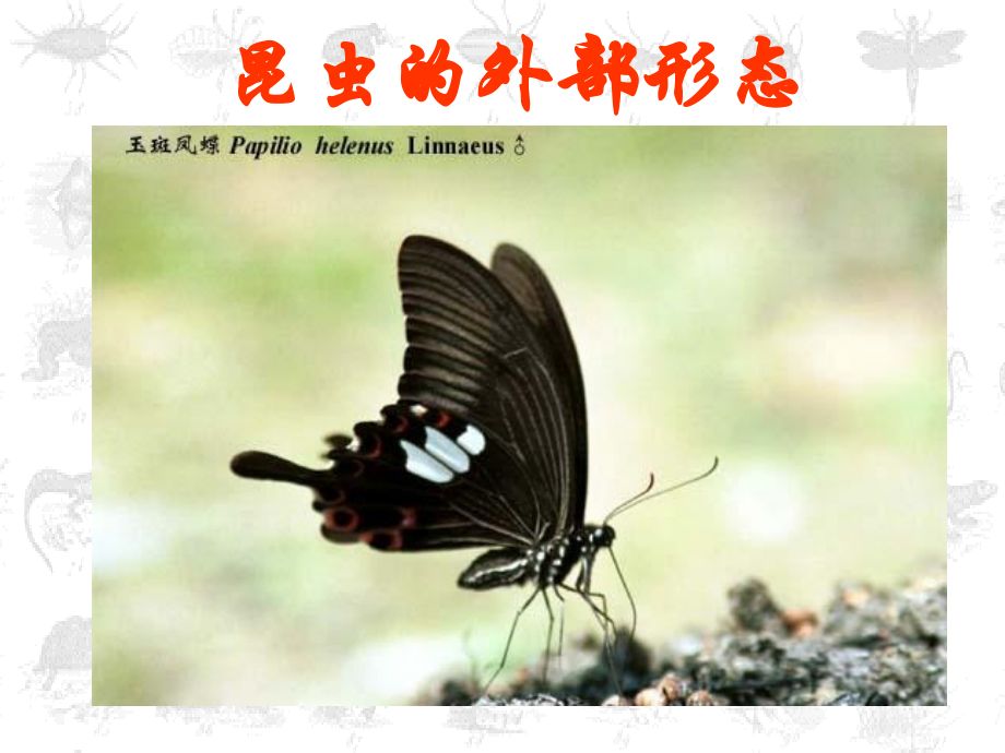 昆虫分类部分1.ppt_第2页