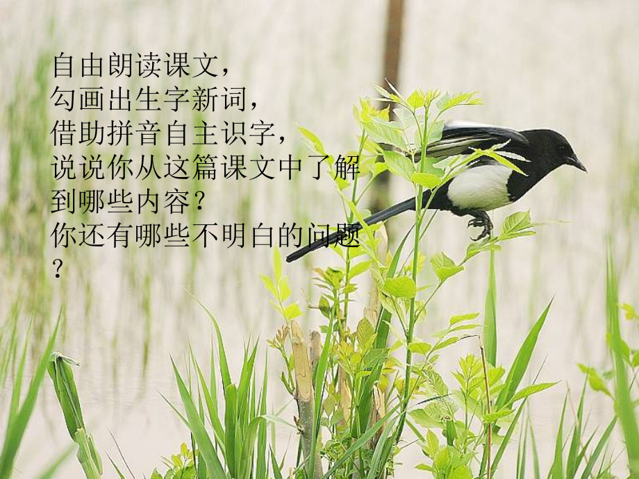 三年级语文《父亲树林和鸟》PPT.ppt_第2页