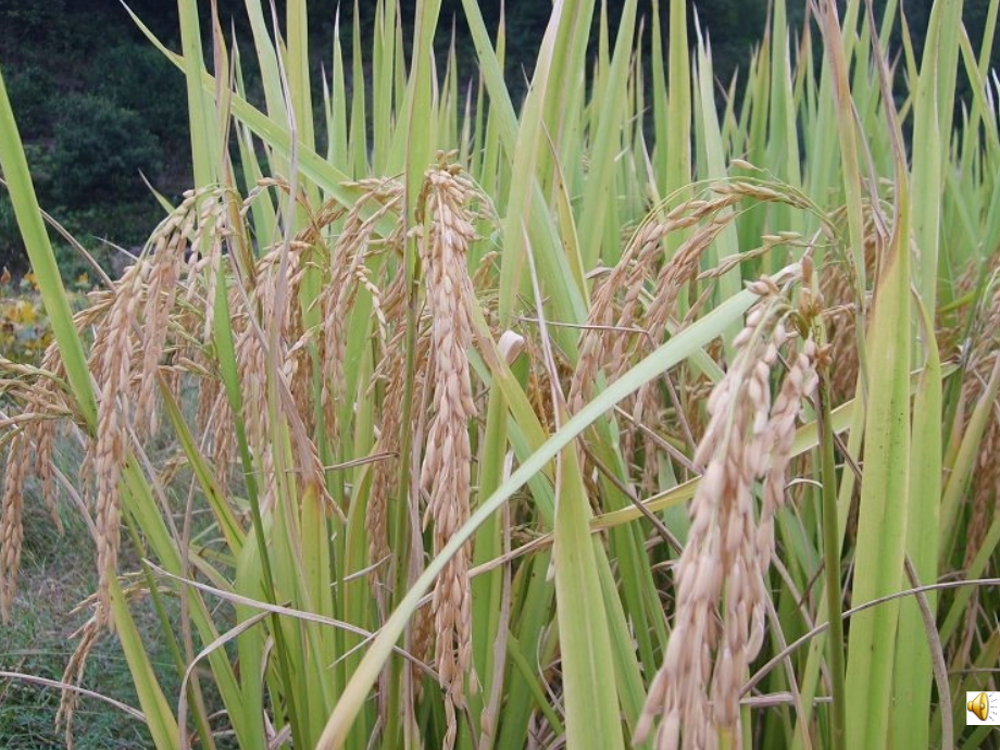 (教科版)小学语文一年级上《秋天到了》课件.ppt_第2页