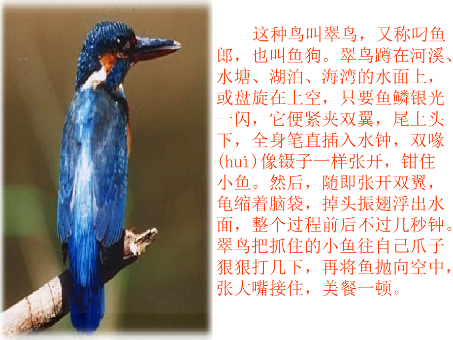 《翠鸟》ppt课件.ppt_第2页