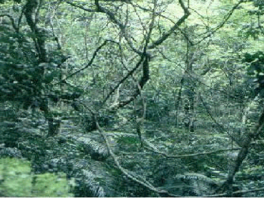 湘教版气温和降水2.ppt_第1页