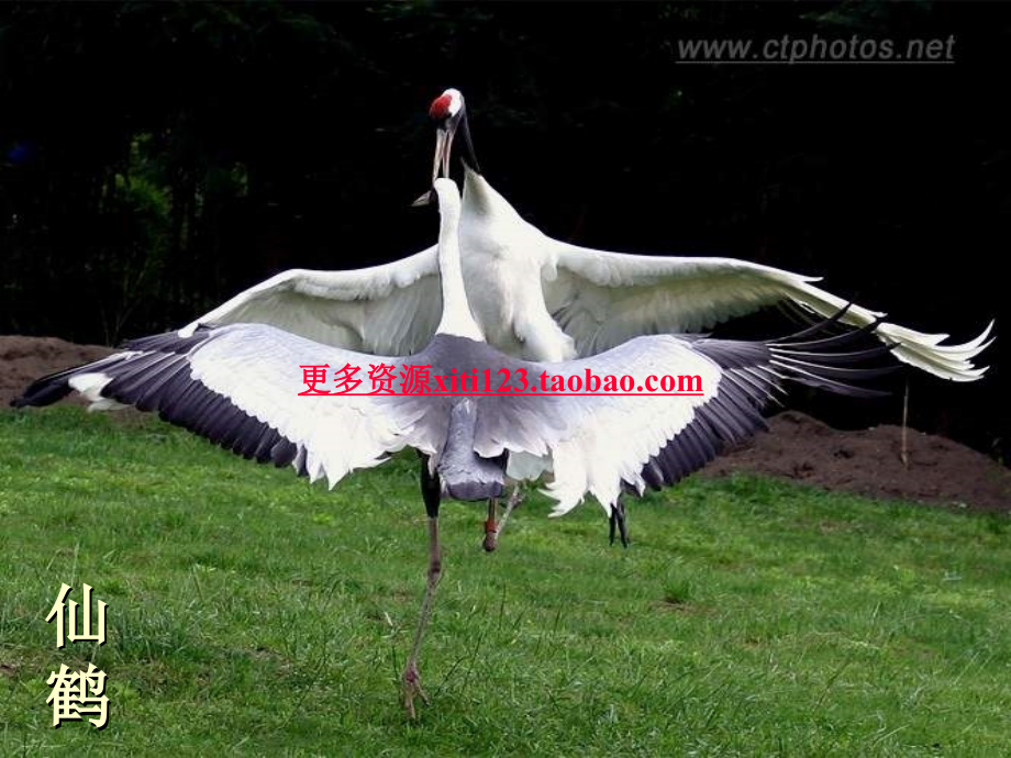 第四节_鸟的生殖与发育.ppt_第2页