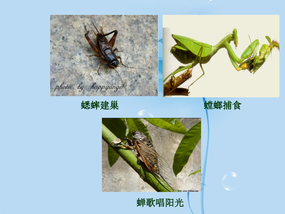 江苏省常州市安家中学七年级政治下册-第十五课《让人生更加灿烂》课件-苏教版.ppt_第2页