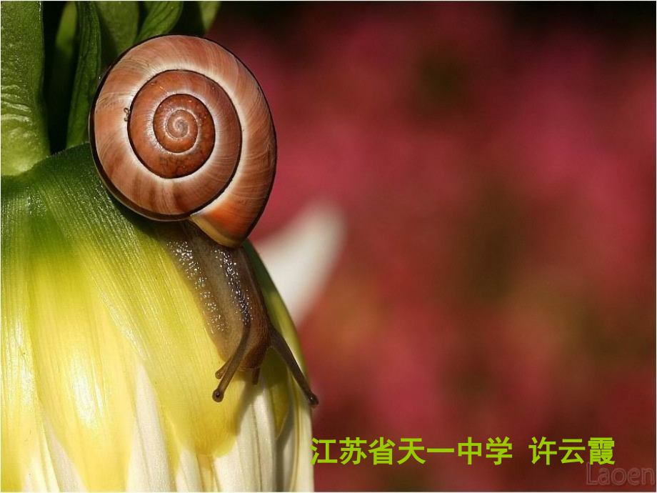 第1节食物链-(3).ppt_第1页