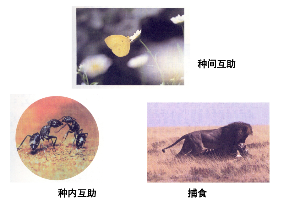 第1节食物链-(3).ppt_第2页