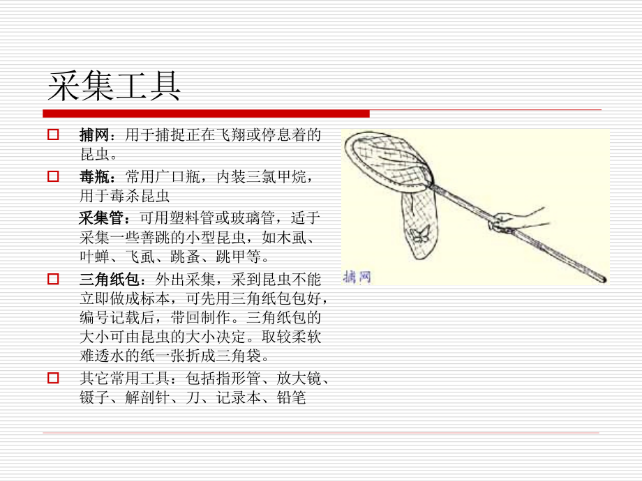 实习-昆虫标本的制作方法.ppt_第2页