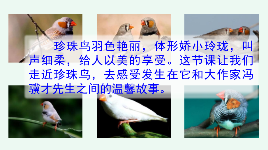 部编人教版五年级语文上册《珍珠鸟》优秀课件.ppt_第2页