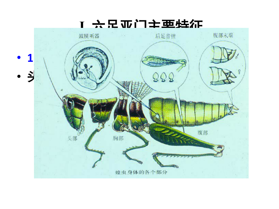 普通动物学第10章节肢动物2. 六足亚门主要特征.ppt_第2页