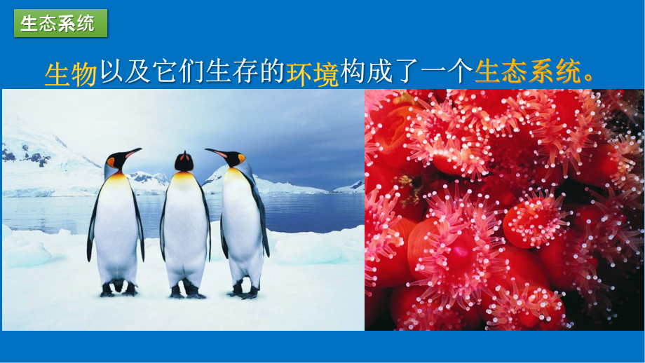 第节多种多样的生态系统.pptx_第2页