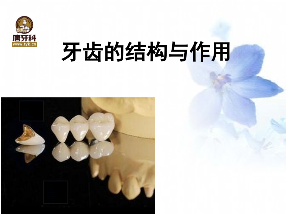 牙齿的结构跟作用.ppt_第1页
